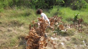 Recherche des Branches