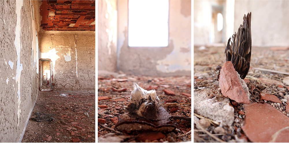 Birds triptych April 4th 2017