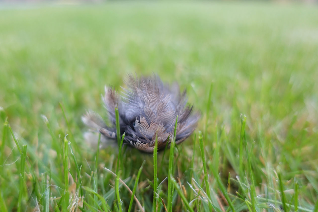 Oiseau 10 octobre 2016