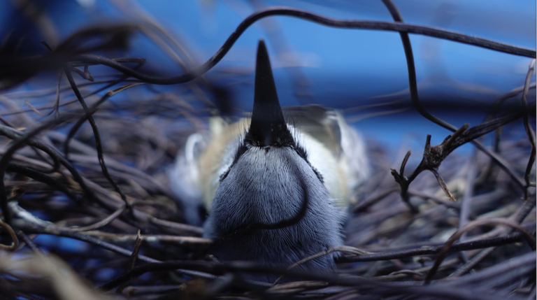 Sleeping bird